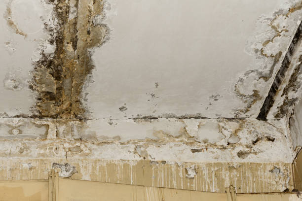 Why You Should Choose Our Mold Remediation Services in Lincolndale, NY